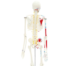 ATL-03 Human Skeleton Medium-Size 85cms Tall with muscles