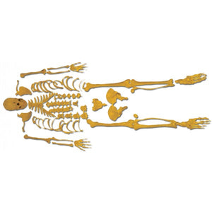 ATL08 Human Skeleton(Dis-Articulated)Life-Size 170cms Tall bones set