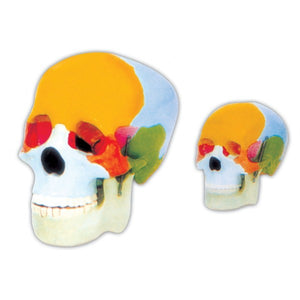 ATL212 Model Of Adult Skull Life-Size With Coloured