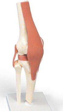 ATL221 Life-Size Functional Human Knee Joint