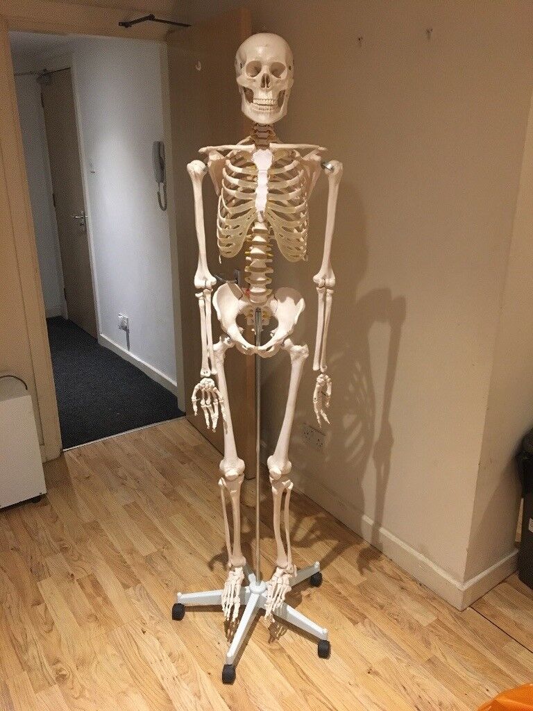 Skeleton Ha ATL01 Human Skeleton Full Size (MALE) – HAFEEZ SURGICAL