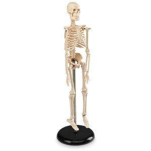 ATL07 Human Skeleton Small Size 42cms Tall