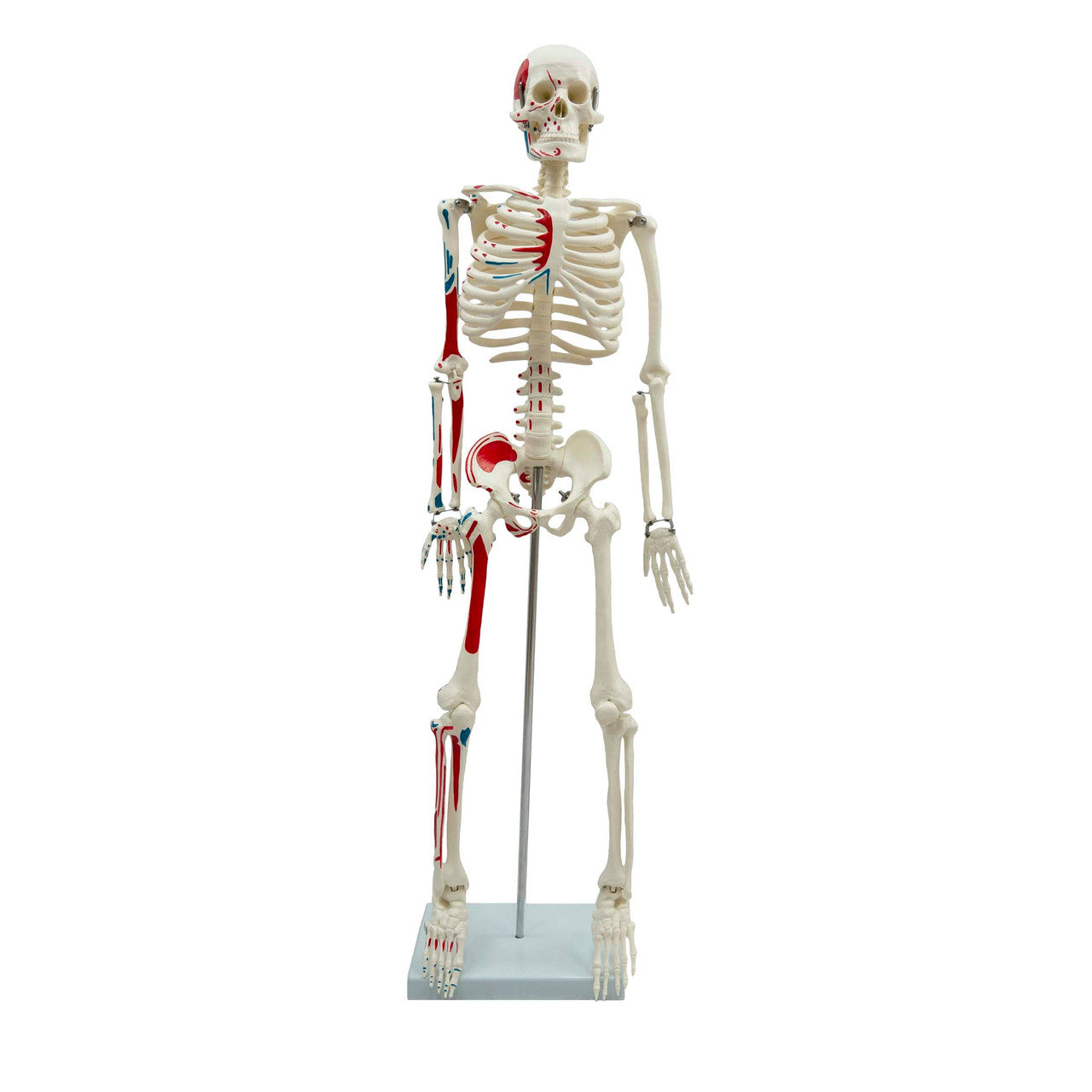 Skeleton Ha ATL-03 Human Skeleton Medium-Size 85cms Tall with muscles – HAFEEZ SURGICAL