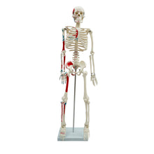 ATL-03 Human Skeleton Medium-Size 85cms Tall with muscles