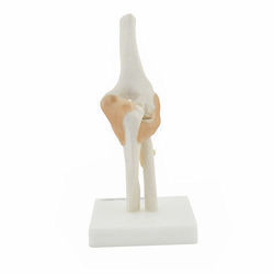 ATL222 Life-Size Functional Human Elbow Joint
