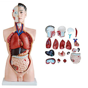 ATL21 Model Of Human Torso Male 85cms With Organs