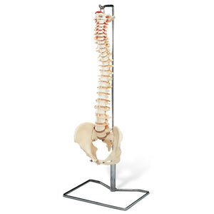 ATL217 Life-Size Human Vertebral Column With Pelvis And Femur Heads(Flexible) spine model